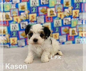 YorkiePoo Puppy for sale in WINNSBORO, LA, USA