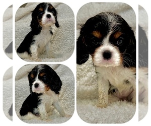 Cavalier King Charles Spaniel Puppy for sale in MARINA DEL REY, CA, USA
