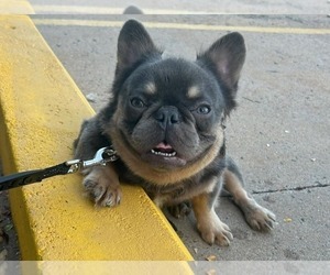 Father of the French Bulldog puppies born on 03/27/2026