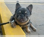 Small Photo #1 French Bulldog Puppy For Sale in WILLIMANTIC, CT, USA