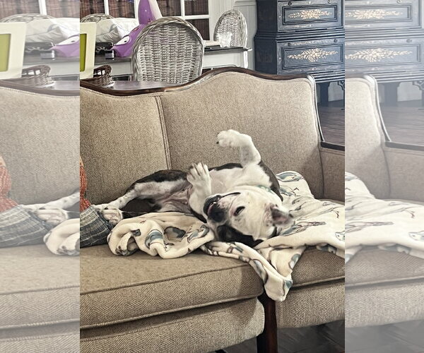Medium Photo #3 French Bulldog Puppy For Sale in Menifee, CA, USA