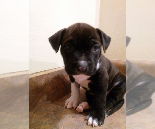 Medium Photo #11 America Bandogge Mastiff Puppy For Sale in MESA, AZ, USA