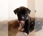 Small Photo #11 America Bandogge Mastiff Puppy For Sale in MESA, AZ, USA
