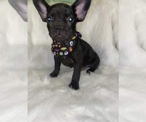 French Bulldog Puppy for sale in BEECH GROVE, IN, USA