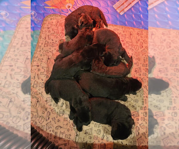 Medium Photo #1 German Shepherd Dog Puppy For Sale in CULPEPER, VA, USA