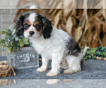 Small #2 Cavalier King Charles Spaniel