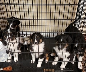 Australian Shepherd Puppy for sale in FORTVILLE, IN, USA