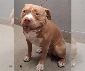 American Pit Bull Terrier-Unknown Mix Dogs for adoption in Las Vegas, NV, USA