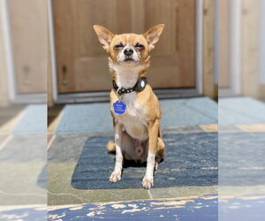 Chihuahua-Unknown Mix Dogs for adoption in St. Louis Park, MN, USA