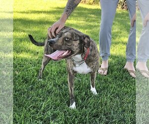 American Pit Bull Terrier-Unknown Mix Dogs for adoption in San Bernardino , CA, USA
