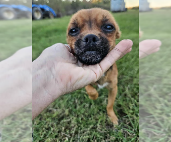 Medium Photo #1 Chihuahua-Unknown Mix Puppy For Sale in Cranston, RI, USA