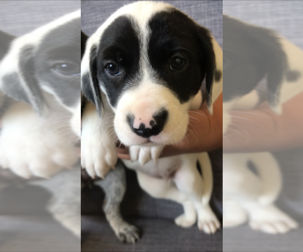 Medium Photo #1 Lab-Pointer Puppy For Sale in SAN DIEGO, CA, USA