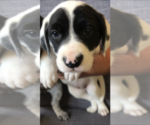 Small Photo #1 Lab-Pointer Puppy For Sale in SAN DIEGO, CA, USA
