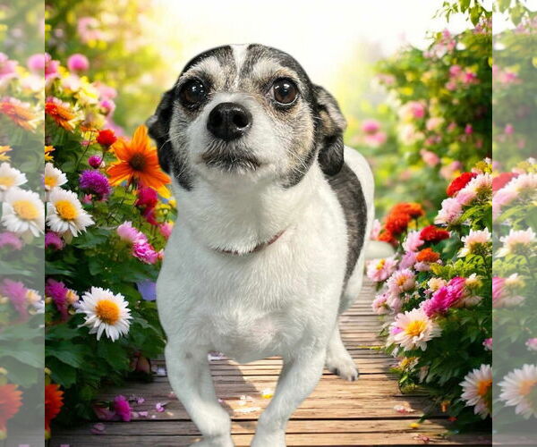 Medium Photo #2 Jack Russell Terrier Puppy For Sale in Gulfport, MI, USA
