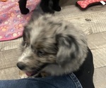Small #8 Miniature Australian Shepherd