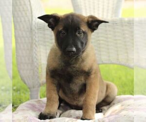 Belgian Malinois Puppy for sale in RONKS, PA, USA