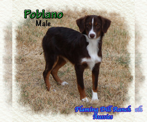 Miniature Australian Shepherd Puppy for sale in FORESTBURG, TX, USA