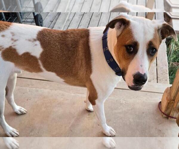 Medium Photo #4 Labrador Retriever-Unknown Mix Puppy For Sale in San Antonio, TX, USA