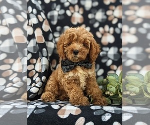 Cock-A-Poo Puppy for sale in NEW HOLLAND, PA, USA