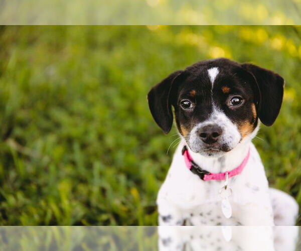Medium Photo #9 Mutt Puppy For Sale in Princeton, MN, USA