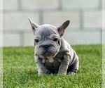 Small Photo #8 French Bulldog Puppy For Sale in STUDIO CITY, CA, USA