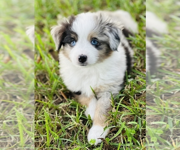 Medium Photo #1 Miniature Australian Shepherd Puppy For Sale in ANTHONY, FL, USA