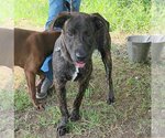 Small #1 Catahoula Leopard Dog-Mountain Cur Mix