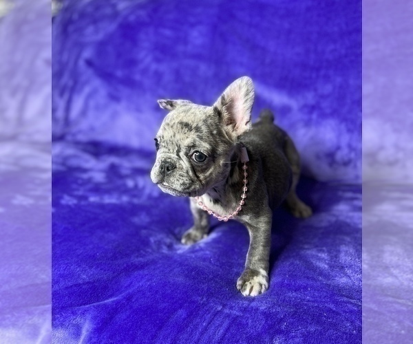 Medium Photo #4 French Bulldog Puppy For Sale in KENNESAW, GA, USA
