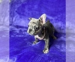 Small Photo #4 French Bulldog Puppy For Sale in KENNESAW, GA, USA
