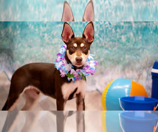 Medium Photo #1 Australian Kelpie-Siberian Husky Mix Puppy For Sale in Pottstown, PA, USA