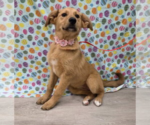 Gollie Dogs for adoption in Attalka, AL, USA