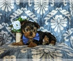 Small Photo #4 Yorkshire Terrier Puppy For Sale in NEW PROVIDENCE, PA, USA