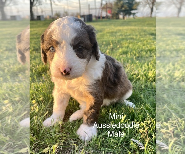 Full screen Photo #1 Aussiedoodle Miniature  Puppy For Sale in TAYLOR, TX, USA