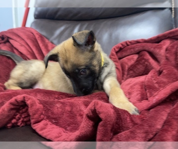 Medium Photo #136 Belgian Malinois Puppy For Sale in REESEVILLE, WI, USA