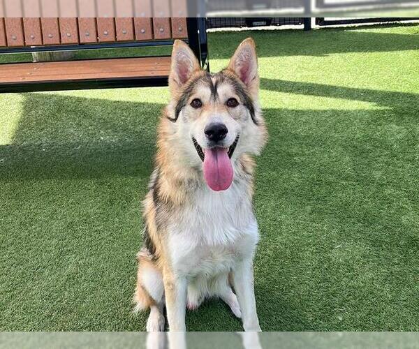 Medium Photo #1 Gerberian Shepsky Puppy For Sale in Orange, CA, USA