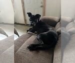 Small #1 Mutt
