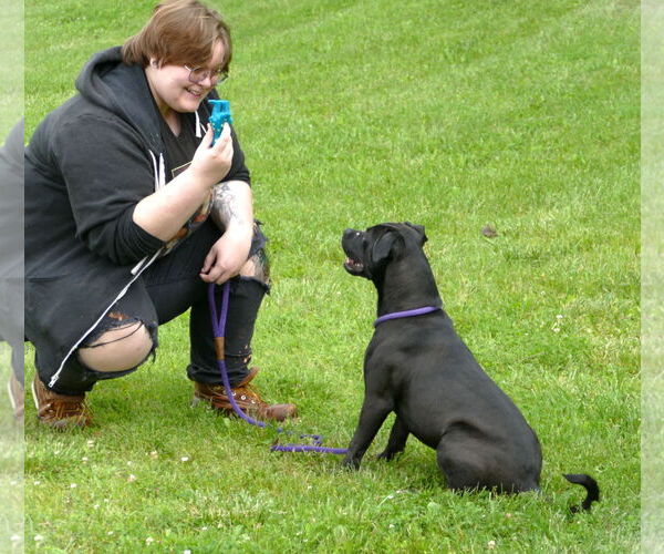 Medium Photo #1 American Staffordshire Terrier-Unknown Mix Puppy For Sale in Pittsburgh, PA, USA