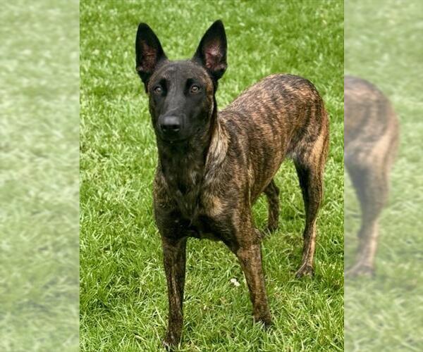 Medium Photo #1 Holland Shepherd-Unknown Mix Puppy For Sale in Riverside, CA, USA