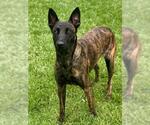 Small Holland Shepherd Mix