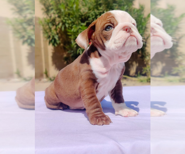 Medium Photo #31 English Bulldog Puppy For Sale in LAS VEGAS, NV, USA