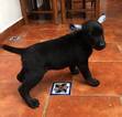 Small Photo #1 Xoloitzcuintli (Mexican Hairless) Puppy For Sale in SAN MARCOS, CA, USA