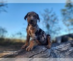 Small #17 Catahoula Leopard Dog
