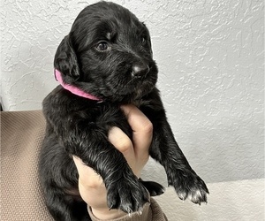 Australian Retriever Puppy for sale in KELLYVILLE, OK, USA