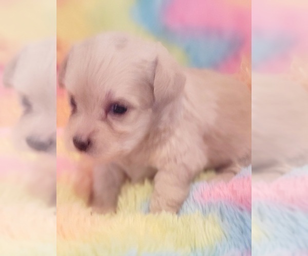 Medium Photo #34 Yorkshire Terrier Puppy For Sale in AKRON, OH, USA