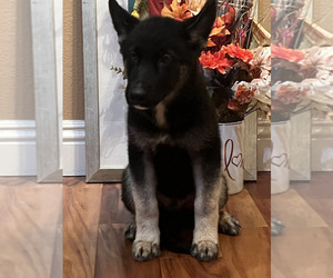 German Shepherd Dog-Siberian Husky Mix Puppy for sale in JURUPA VALLEY, CA, USA