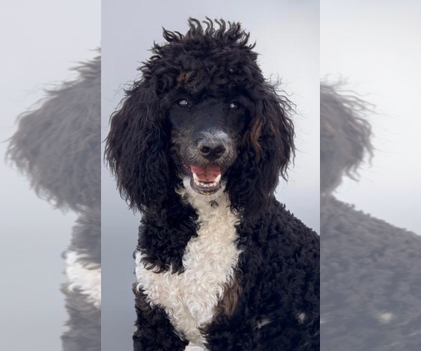 Medium Photo #5 Poodle (Standard) Puppy For Sale in FAIRVIEW, TN, USA