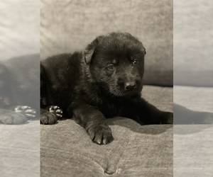 German Shepherd Dog Puppy for sale in JEFFERSON, OR, USA
