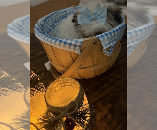 Medium Photo #48 Shih-Poo Puppy For Sale in DINWIDDIE, VA, USA