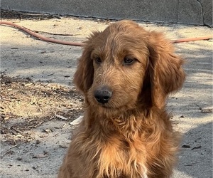 Goldendoodle Puppy for Sale in CLAREMORE, Oklahoma USA