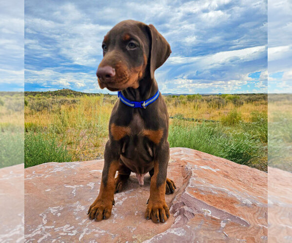 Medium Photo #57 Doberman Pinscher Puppy For Sale in FORT LAUDERDALE, FL, USA